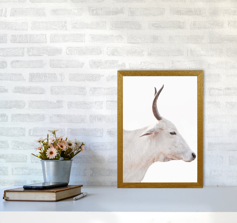White Cow II Photography Print by Victoria Frost A3 Print Only