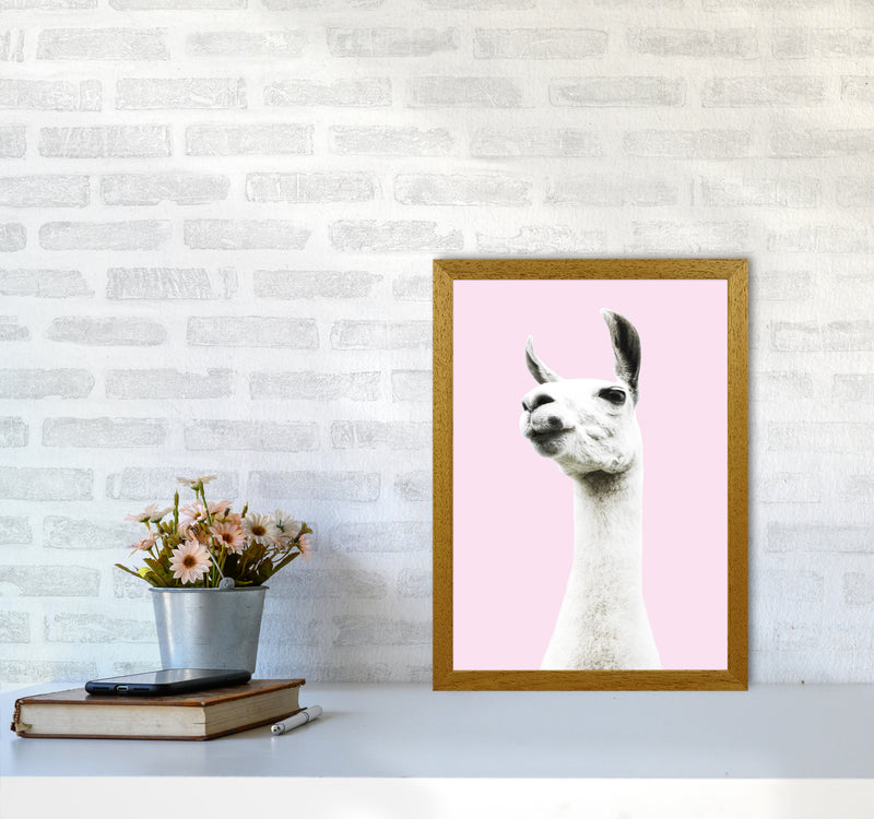 Pink Llama Photography Print by Victoria Frost A3 Print Only