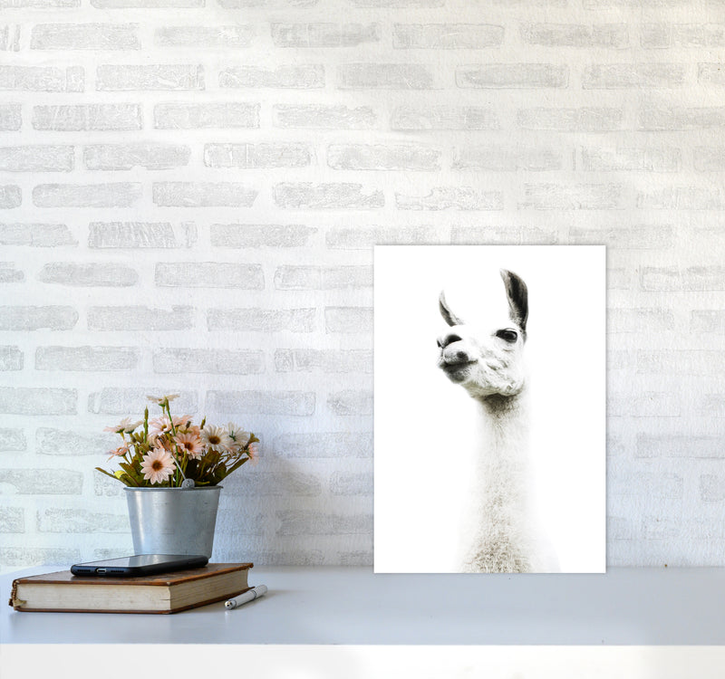 Llama II Photography Print by Victoria Frost A3 Black Frame