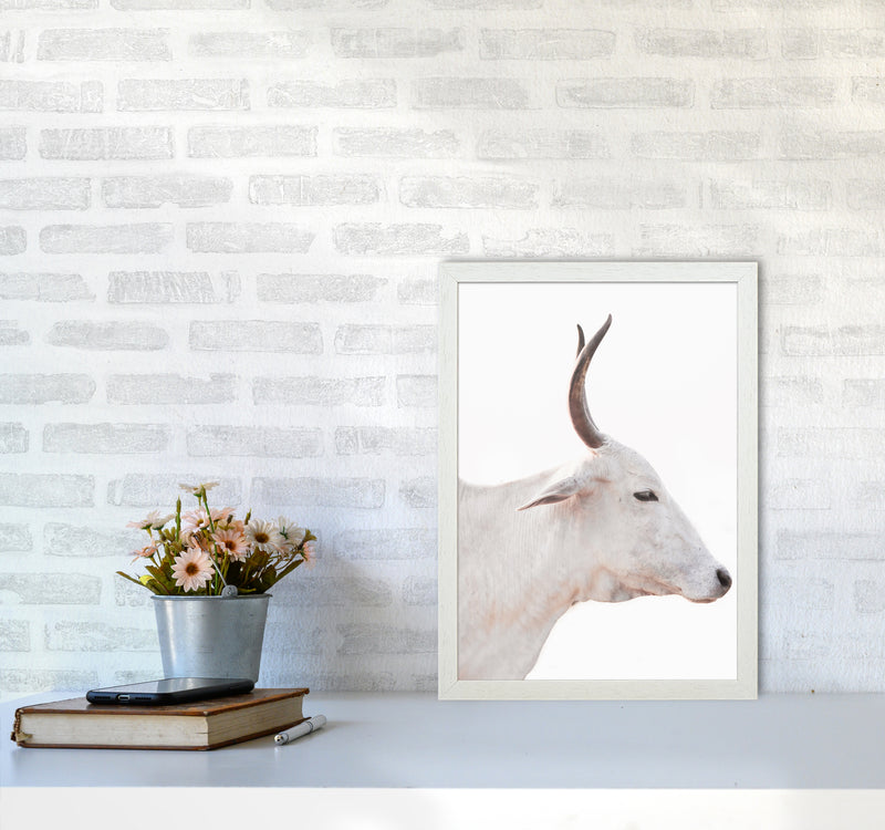 White Cow II Photography Print by Victoria Frost A3 Oak Frame