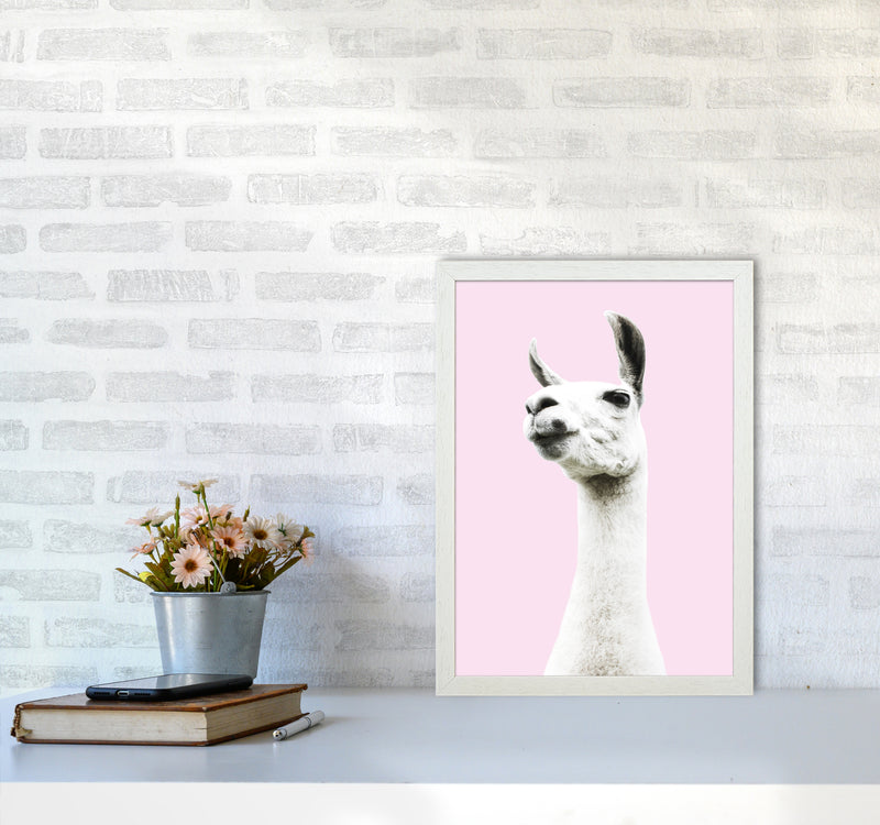 Pink Llama Photography Print by Victoria Frost A3 Oak Frame
