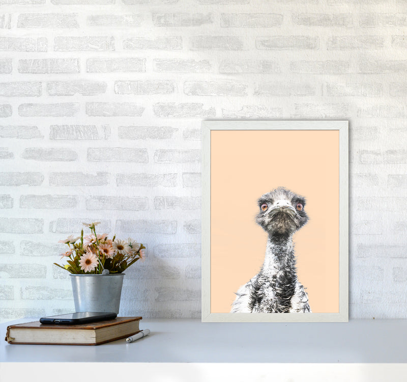 Orange Emu Photography Print by Victoria Frost A3 Oak Frame