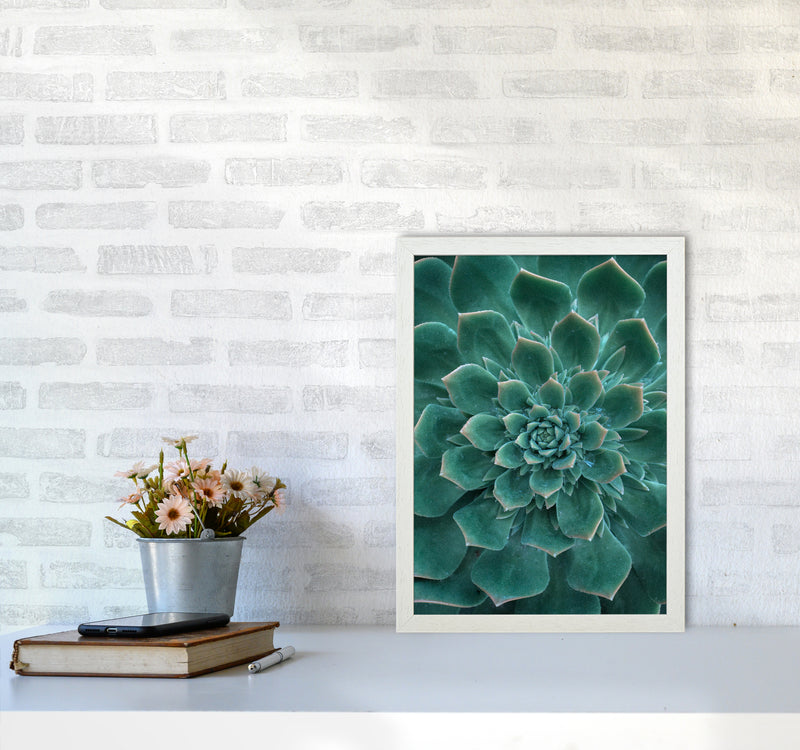 Green Succulent Plant Photography Print by Victoria Frost A3 Oak Frame
