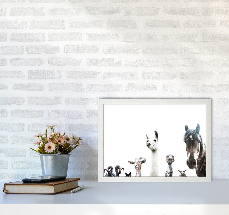 Animal Crew Photography Print by Victoria Frost A3 Oak Frame