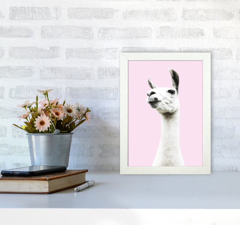 Pink Llama Photography Print by Victoria Frost A4 Oak Frame