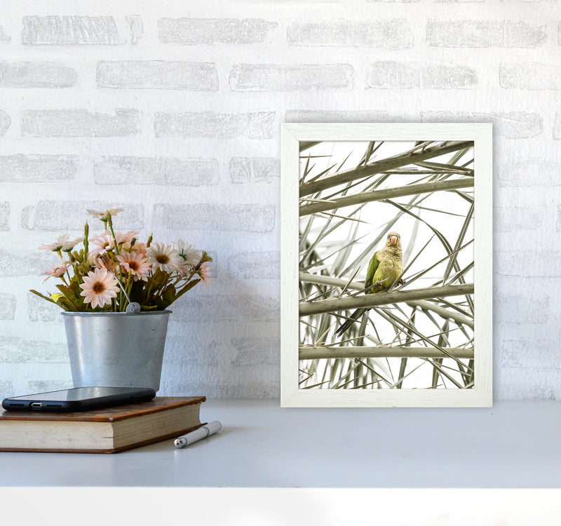 Parrot Photography Print by Victoria Frost A4 Oak Frame