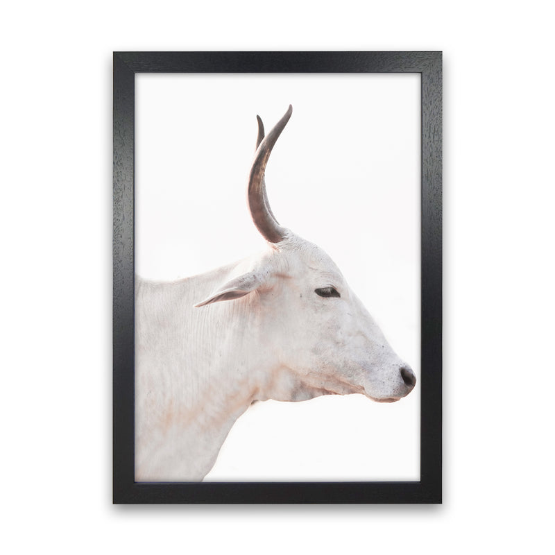 White Cow II Photography Print by Victoria Frost Black Grain