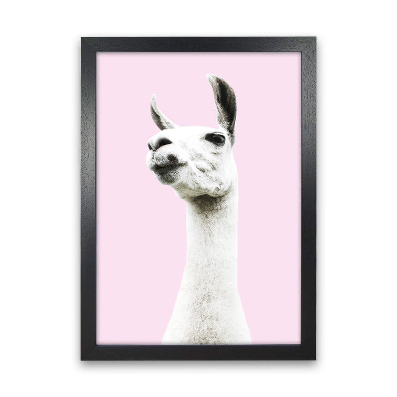 Pink Llama Photography Print by Victoria Frost Black Grain