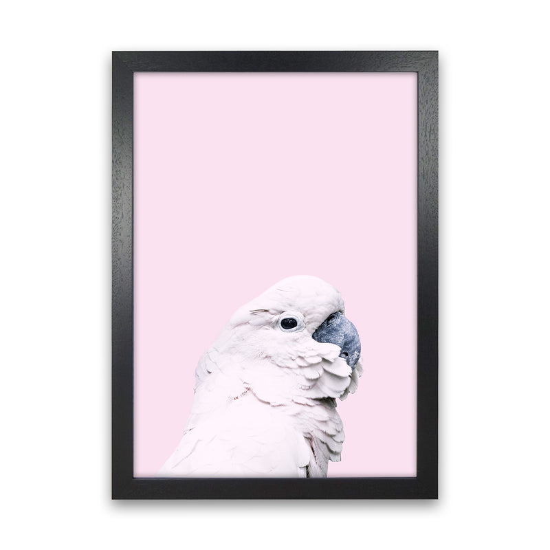 Pink Cockatoo Photography Print by Victoria Frost Black Grain