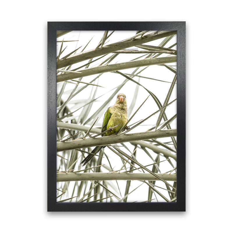 Parrot Photography Print by Victoria Frost Black Grain