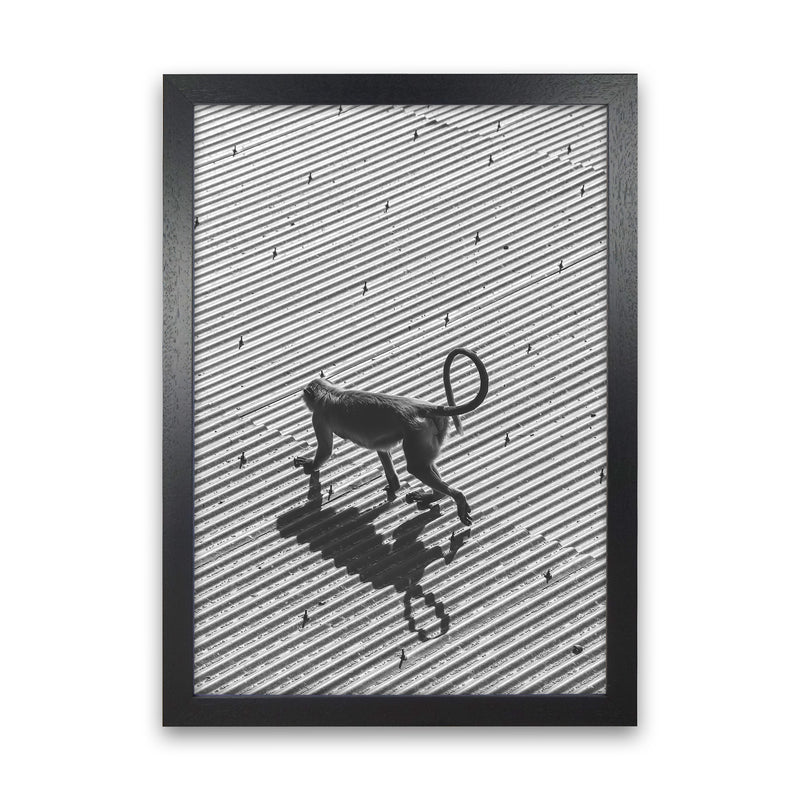 Monkey Buisness Photography Print by Victoria Frost Black Grain