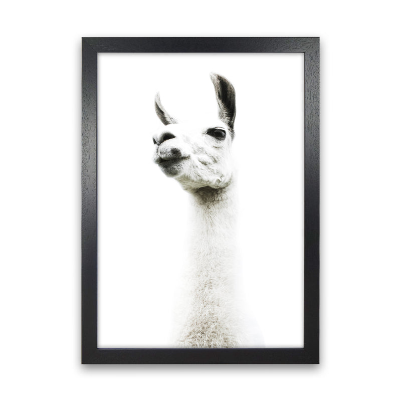 Llama II Photography Print by Victoria Frost Black Grain