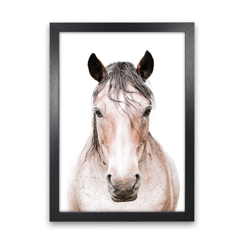 Horse Photography Print by Victoria Frost Black Grain