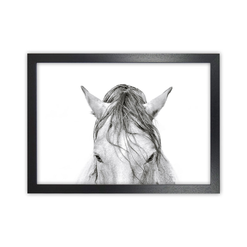 Horse II Photography Print by Victoria Frost Black Grain