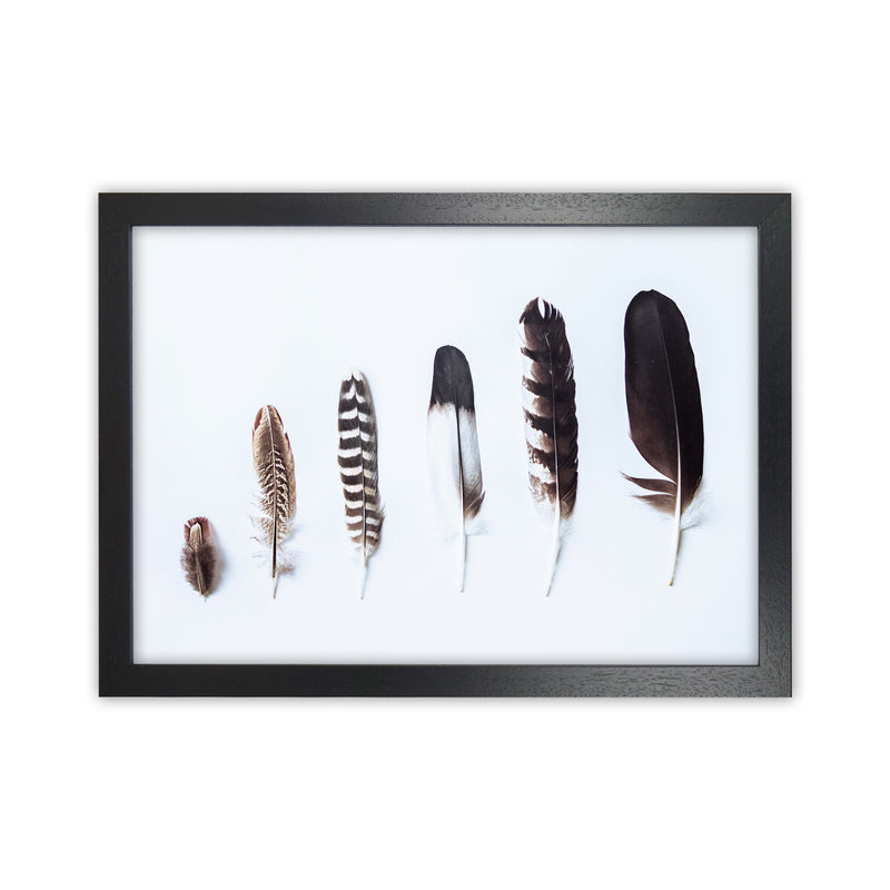 Feathers II Photography Print by Victoria Frost Black Grain