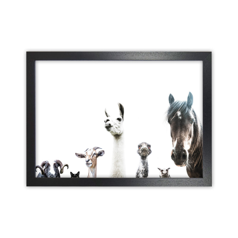 Animal Crew Photography Print by Victoria Frost Black Grain