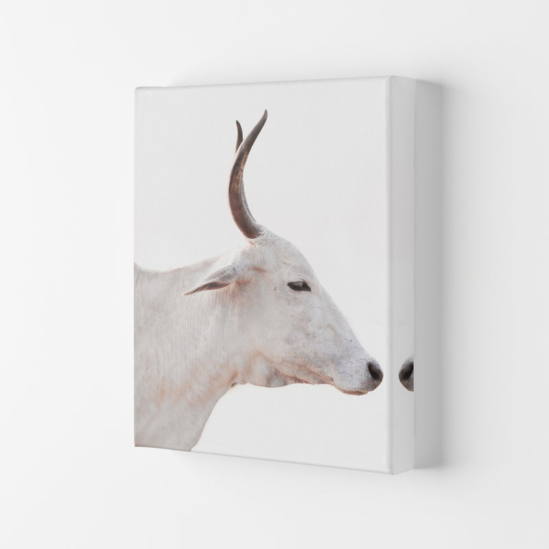 White Cow II Photography Print by Victoria Frost Canvas