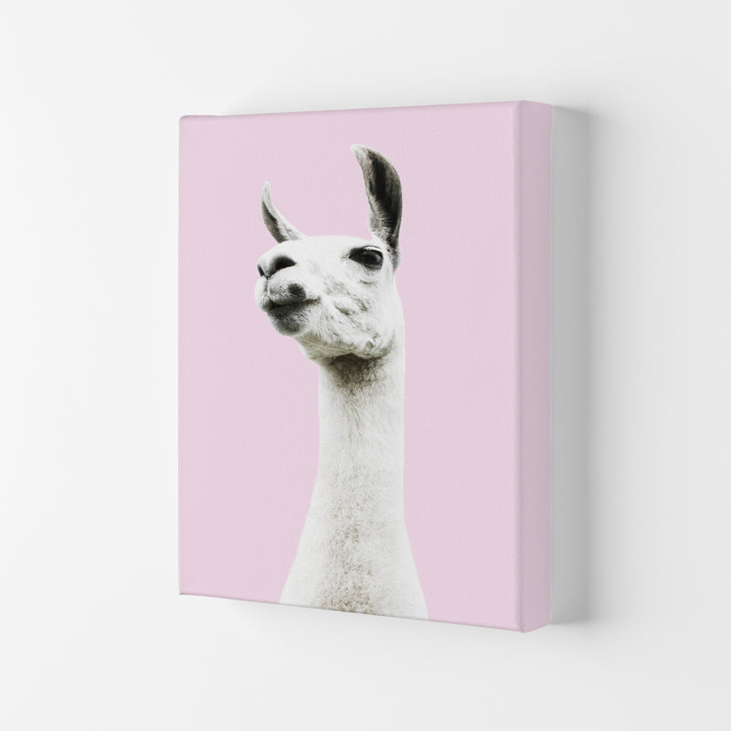 Pink Llama Photography Print by Victoria Frost Canvas