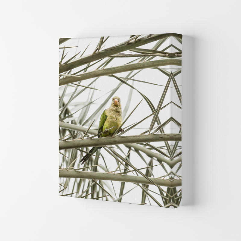 Parrot Photography Print by Victoria Frost Canvas