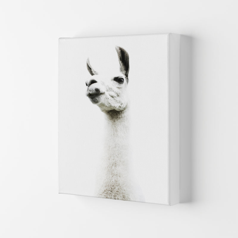 Llama II Photography Print by Victoria Frost Canvas