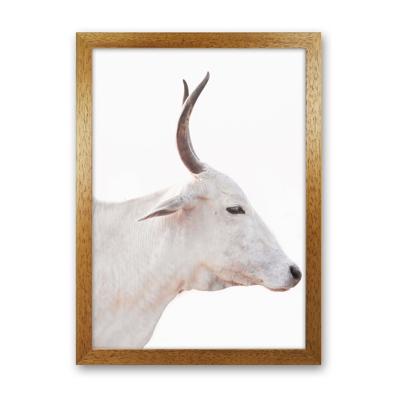 White Cow II Photography Print by Victoria Frost Oak Grain