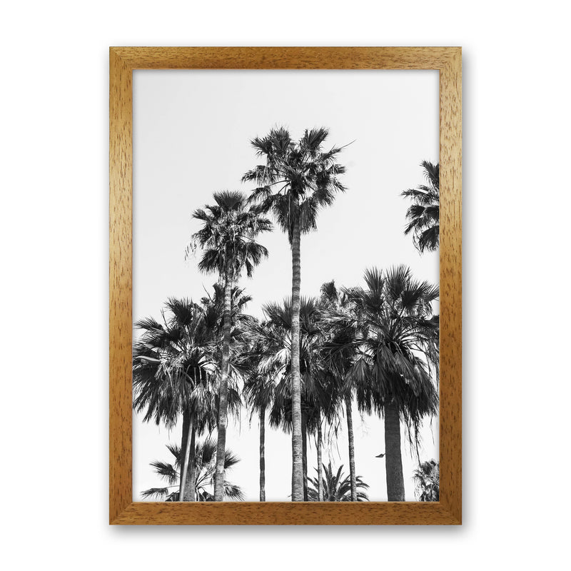 Sabal palmetto II Palm trees Photography Print by Victoria Frost Oak Grain