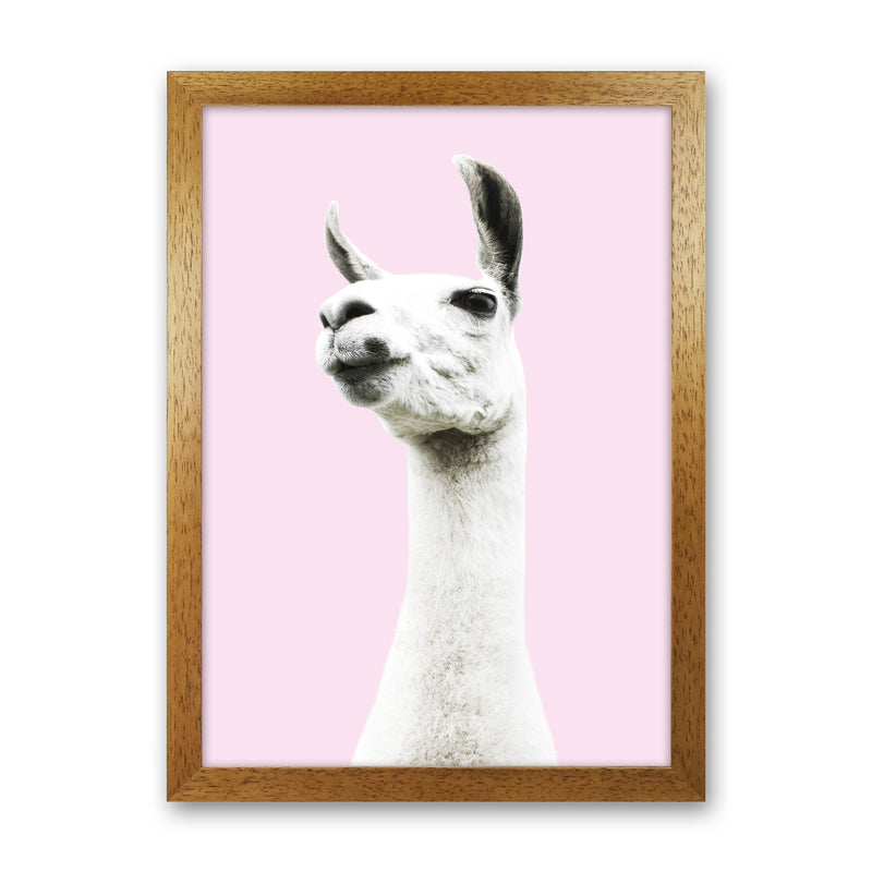 Pink Llama Photography Print by Victoria Frost Oak Grain