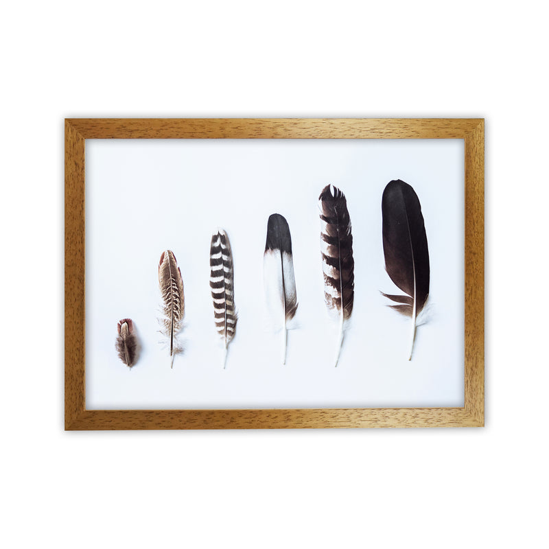 Feathers II Photography Print by Victoria Frost Oak Grain