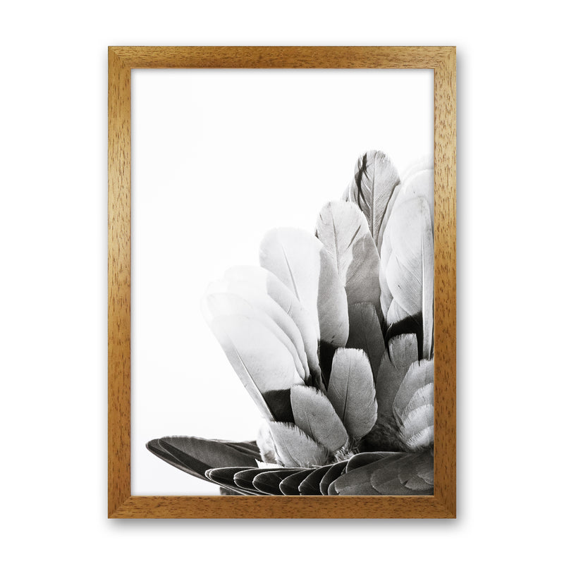 Feathers Photography Print by Victoria Frost Oak Grain