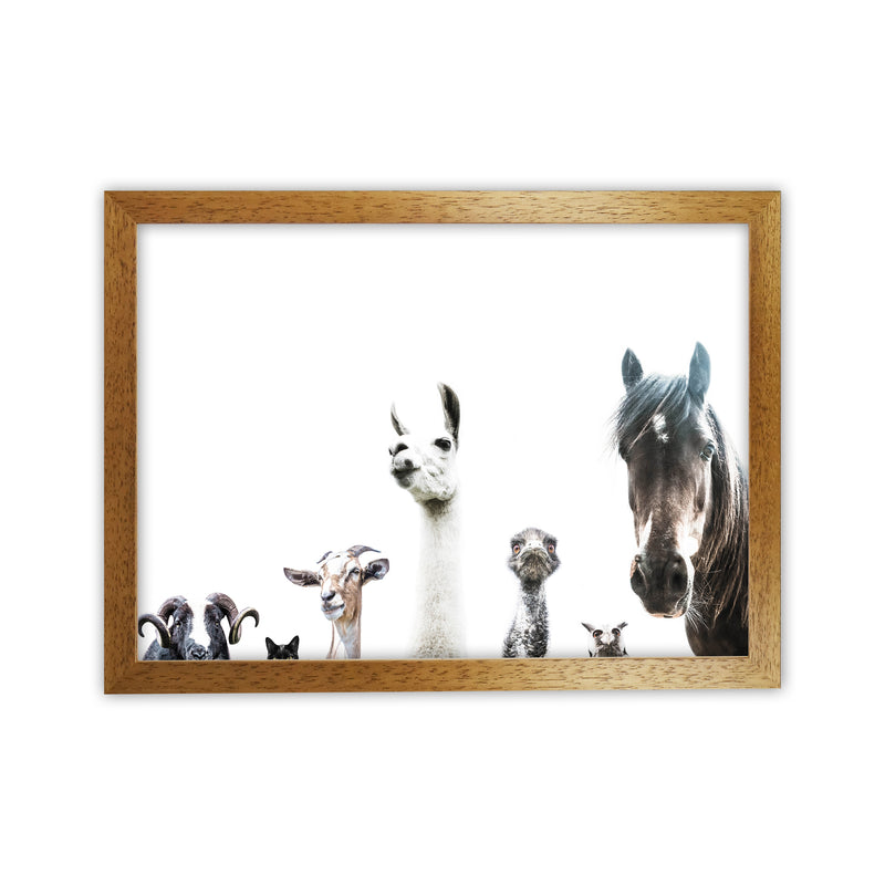 Animal Crew Photography Print by Victoria Frost Oak Grain