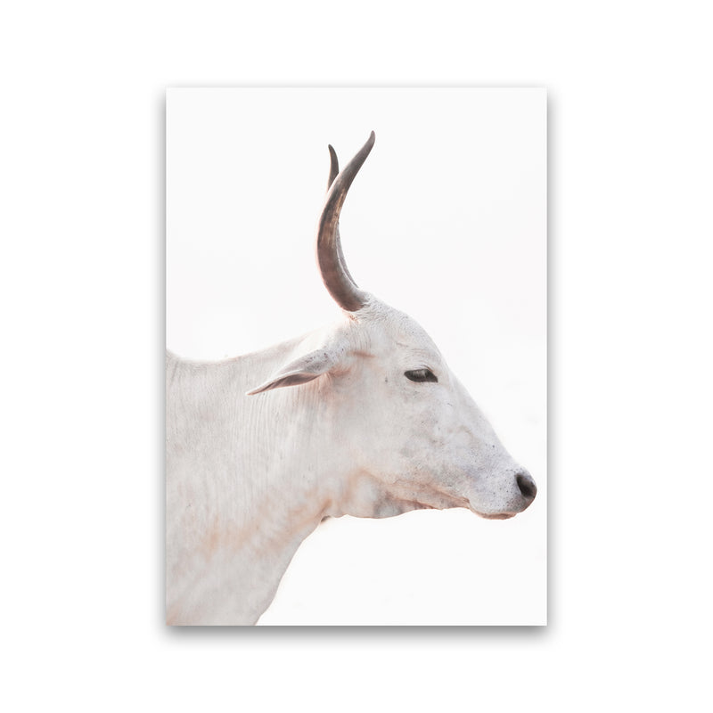 White Cow II Photography Print by Victoria Frost Print Only