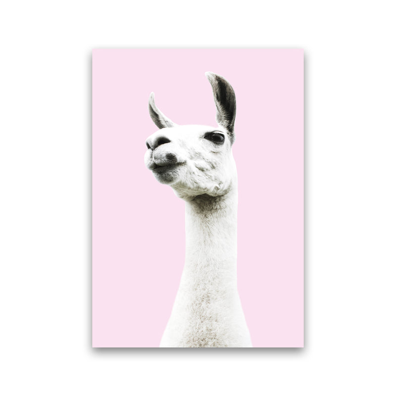 Pink Llama Photography Print by Victoria Frost Print Only