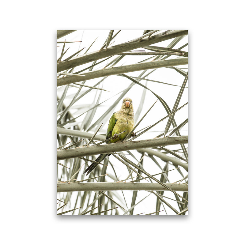 Parrot Photography Print by Victoria Frost Print Only