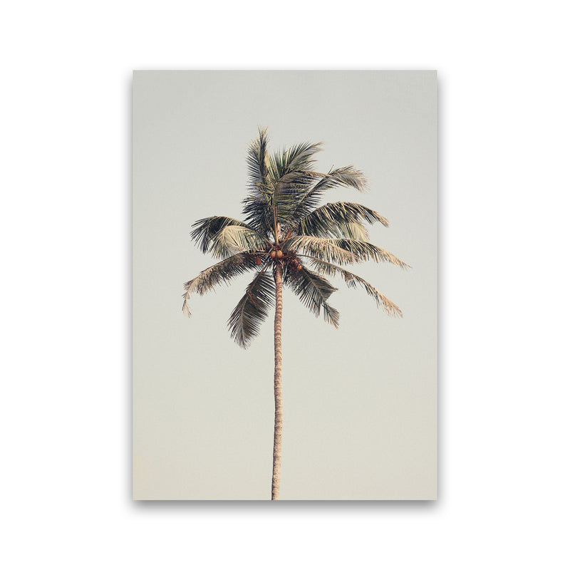 Palm tree by the beach Photography Print by Victoria Frost Print Only
