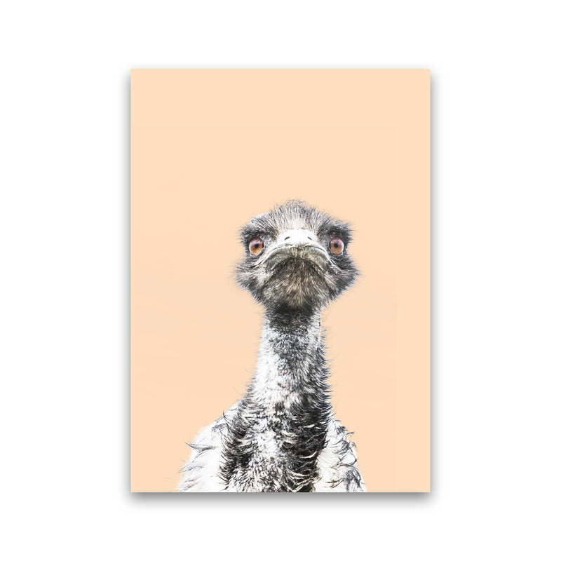 Orange Emu Photography Print by Victoria Frost Print Only