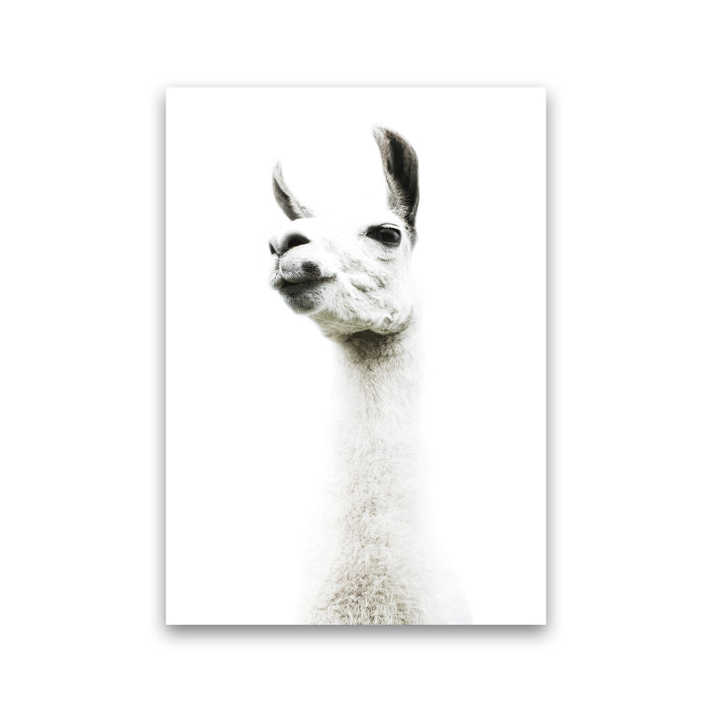 Llama II Photography Print by Victoria Frost Print Only