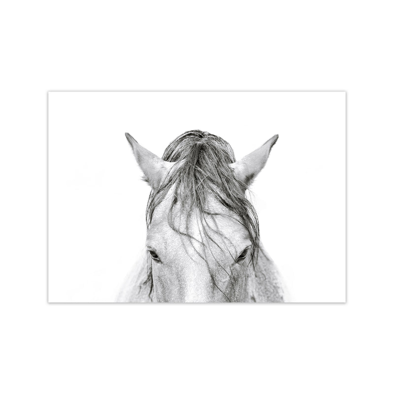 Horse II Photography Print by Victoria Frost Print Only