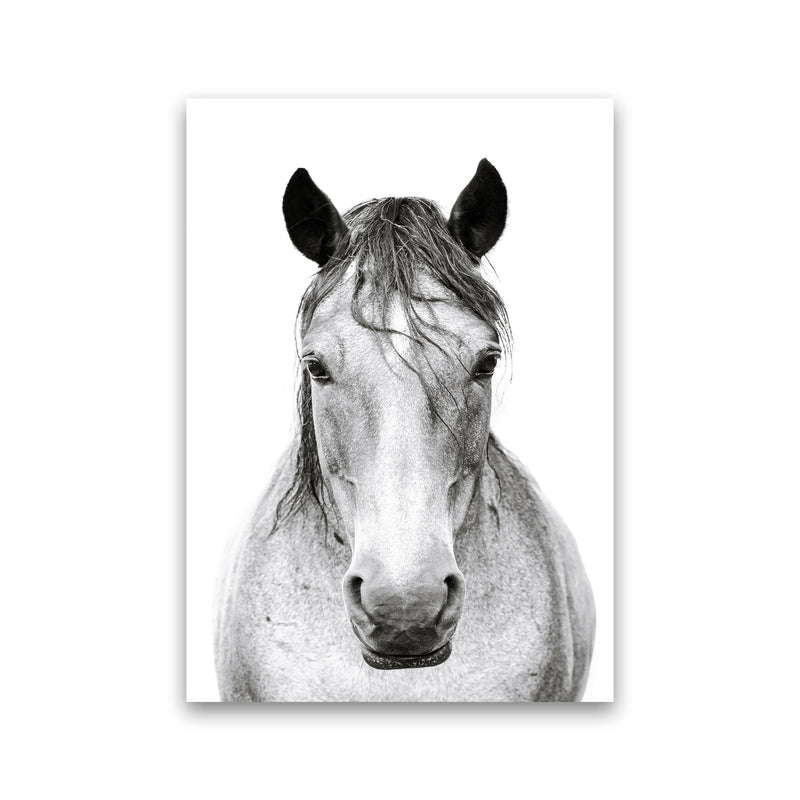 Horse I Photography Print by Victoria Frost Print Only