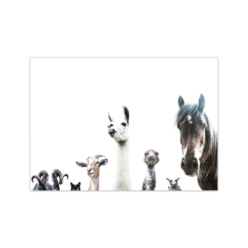 Animal Crew Photography Print by Victoria Frost Print Only