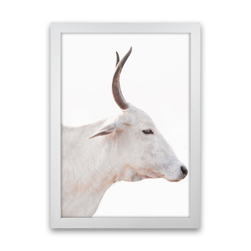 White Cow II Photography Print by Victoria Frost White Grain