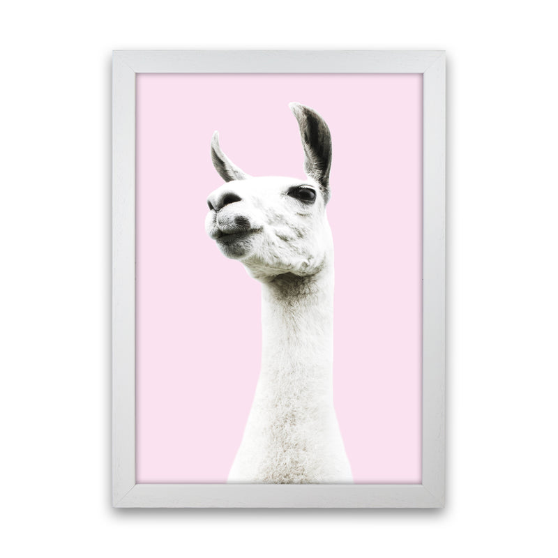 Pink Llama Photography Print by Victoria Frost White Grain