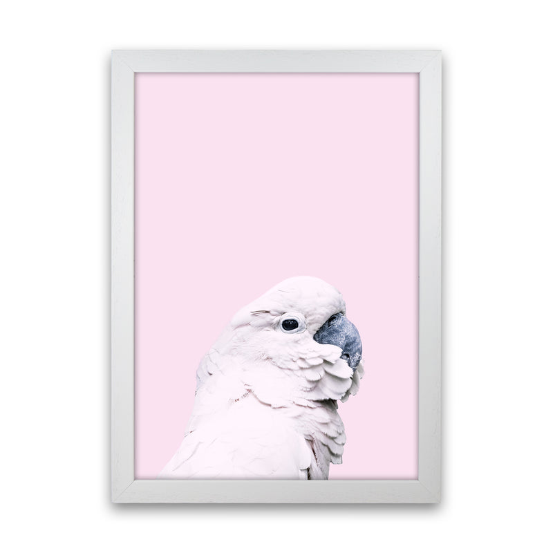 Pink Cockatoo Photography Print by Victoria Frost White Grain