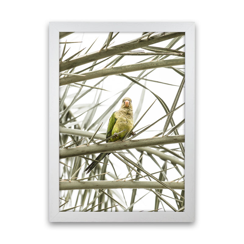 Parrot Photography Print by Victoria Frost White Grain