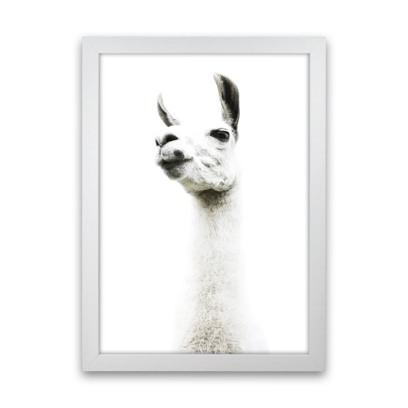 Llama II Photography Print by Victoria Frost White Grain