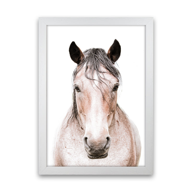Horse Photography Print by Victoria Frost White Grain