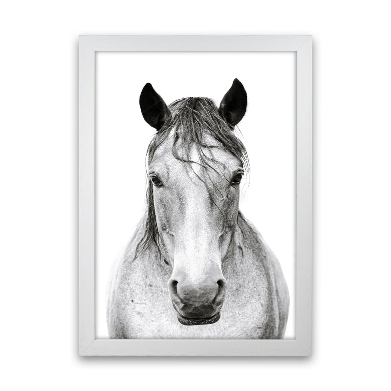 Horse I Photography Print by Victoria Frost White Grain