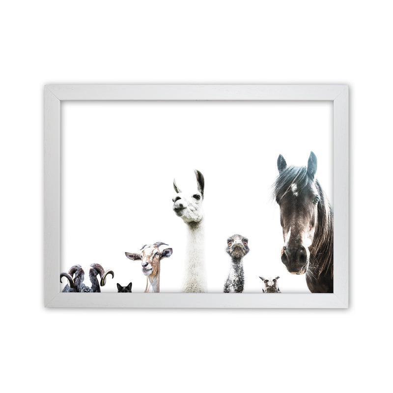 Animal Crew Photography Print by Victoria Frost White Grain