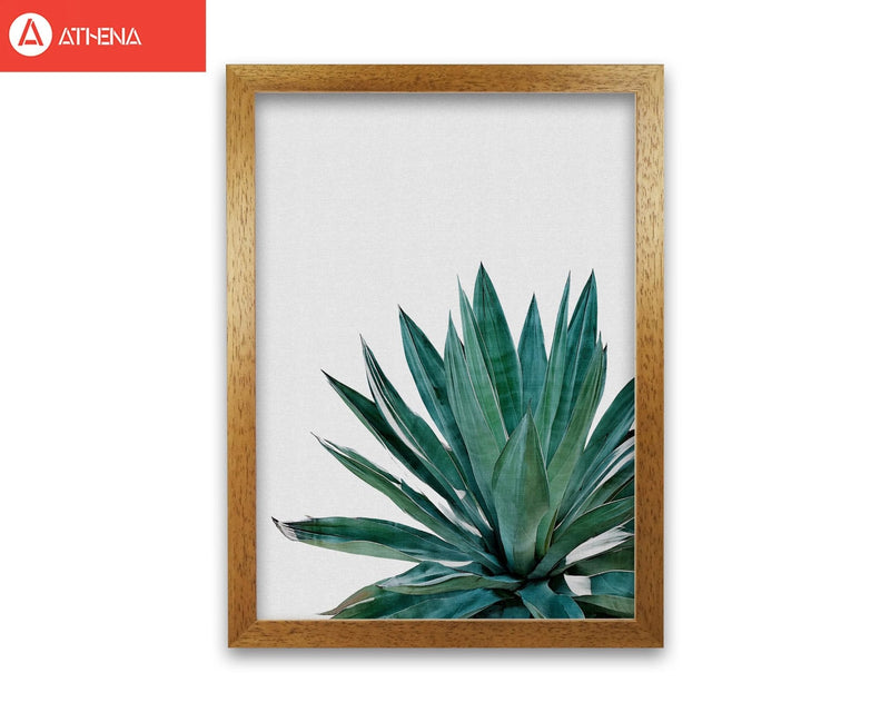 Agave cactus fine art print by orara studio, framed botanical &