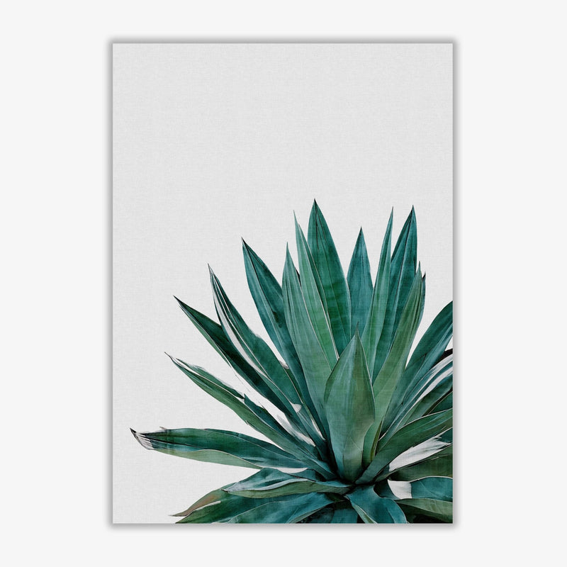 Agave cactus fine art print by orara studio, framed botanical &