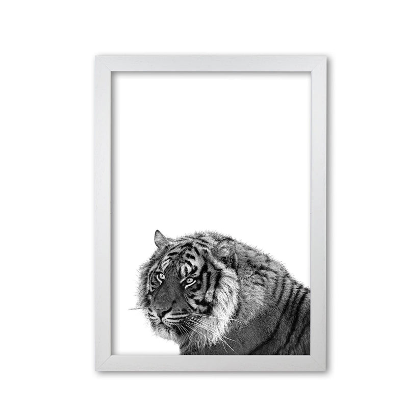 Black and white tiger modern fine art print